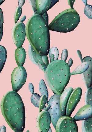 Cactus Wallpaper