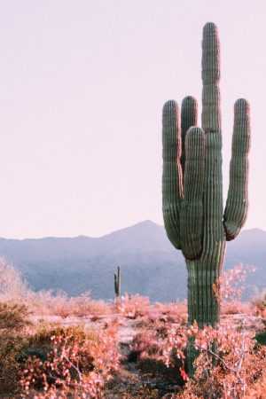 Cactus Wallpaper