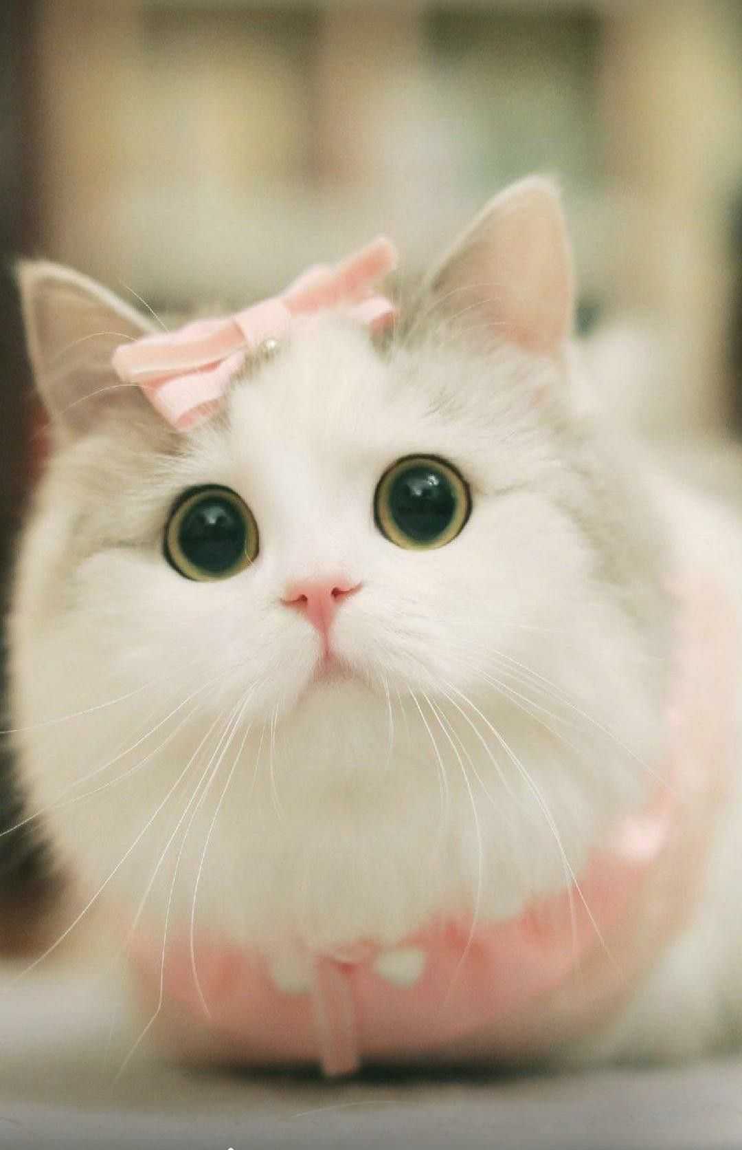 Cat wallpaper cute Wallpaper Cute