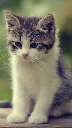 Cat Wallpaper Cat Wallpaper