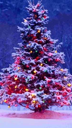 Christmas Christmas