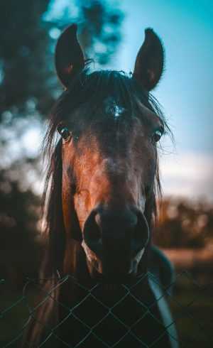 Horse Wallpaper