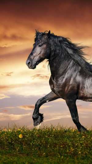 Horse Wallpaper