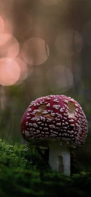 Mushroom Wallpaper