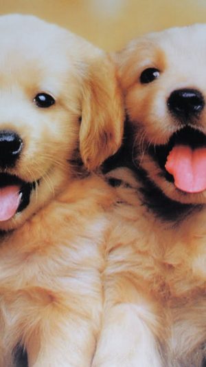 Puppy Wallpaper