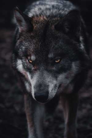 Wolf Wallpaper