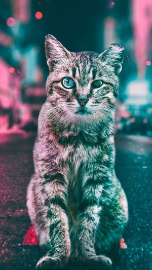 Cat Wallpaper