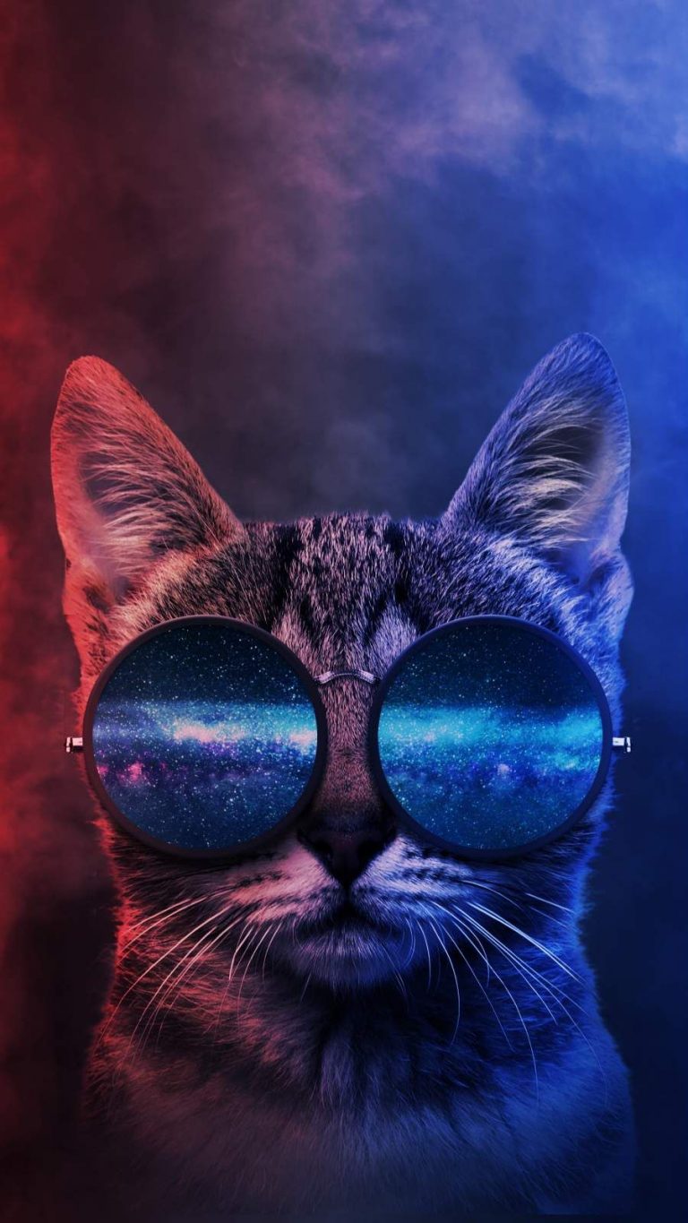 Cat Middle Finger Wallpaper iXpap