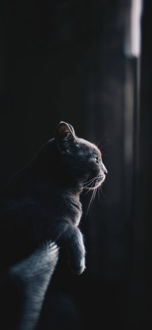 Cat Wallpaper