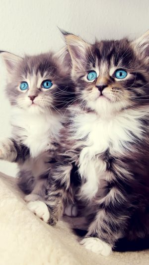 Cat Wallpaper