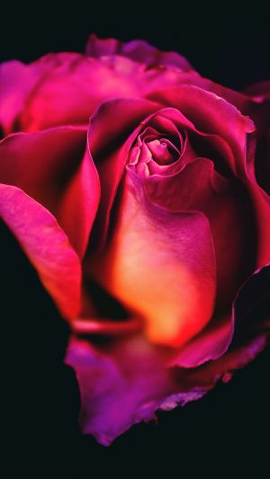 HD Rose Wallpaper