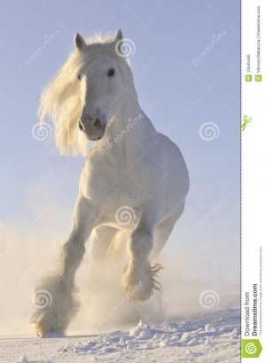 Horse Wallpaper