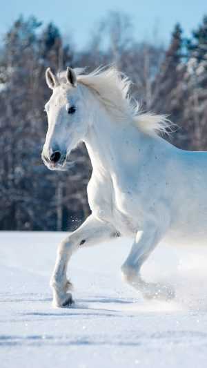 Horse Wallpaper Horse Wallpaper