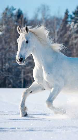 Horse Wallpaper