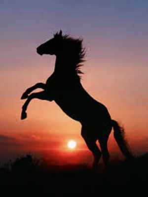 Horse Wallpaper Horse Wallpaper