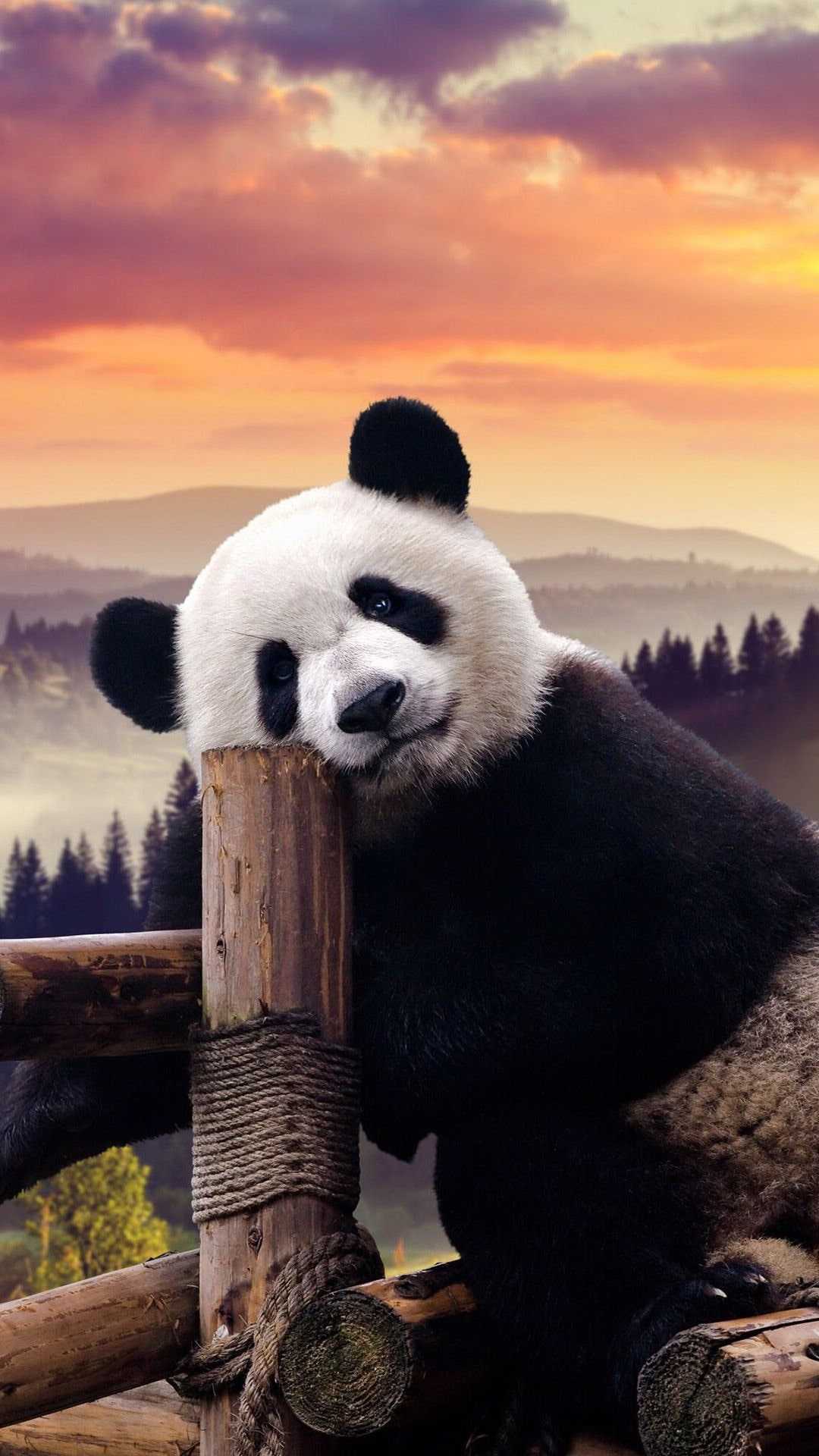 Panda Wallpaper iXpap
