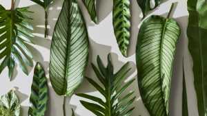 Plant Wallpaper Desktop
