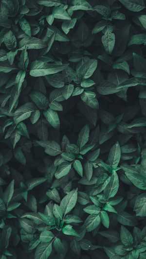 Plant Background