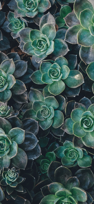 Plant Wallpaper