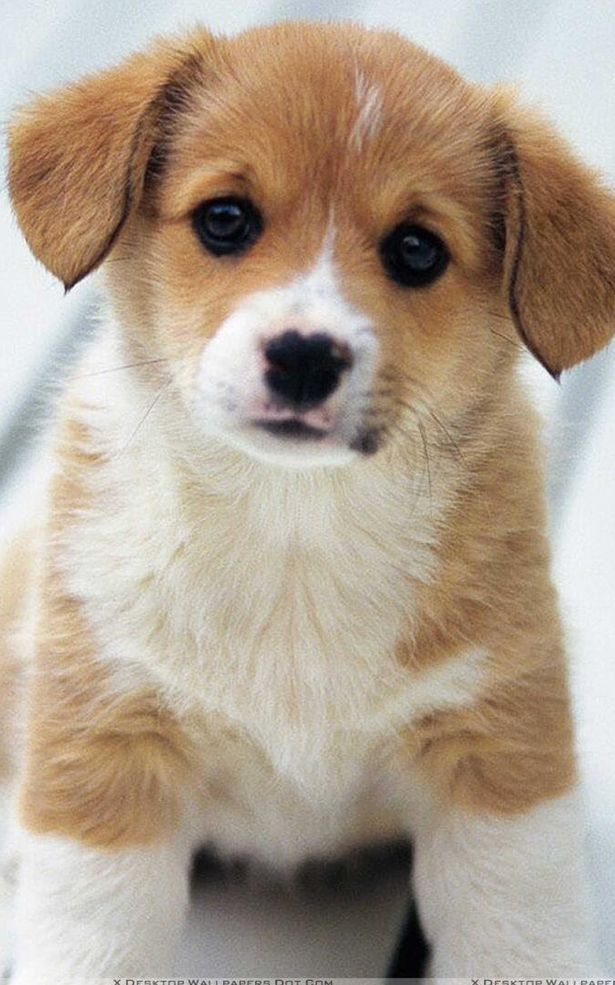 Puppy Backgrounds For Your Phone ~ Cute Wallpapers Phone Wallpaper