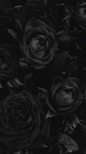 Rose Wallpaper