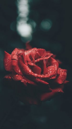 Rose Wallpaper