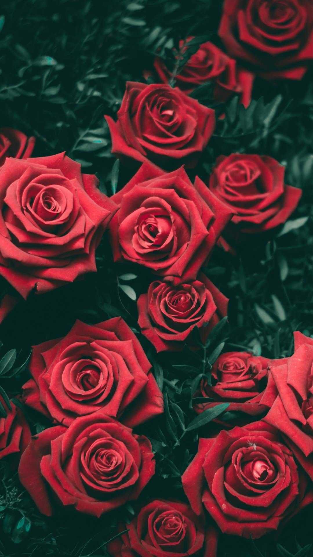 Rose Wallpaper - iXpap