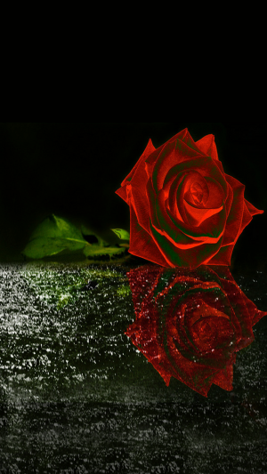 Rose Wallpaper Rose Wallpaper