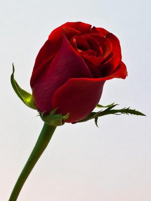 Rose Wallpaper Rose Wallpaper