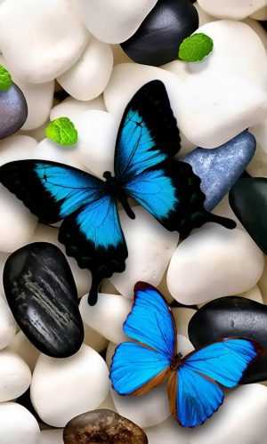 Blue Butterfly Wallpaper