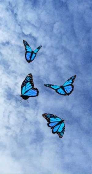 Blue Butterfly Wallpaper