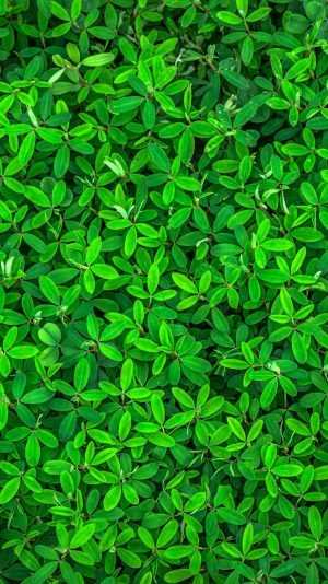 4K Green Wallpaper