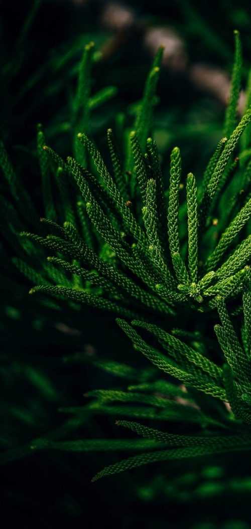 4K Green Wallpaper - iXpap