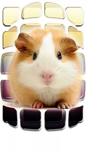 Hamster Wallpaper