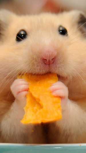 Hamster Wallpaper