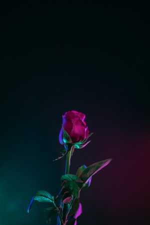 Love Wallpaper Love Wallpaper