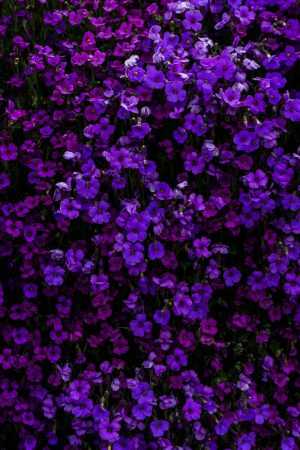 Purple Wallpaper Purple Wallpaper