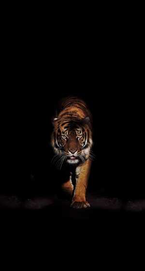 Tiger Background