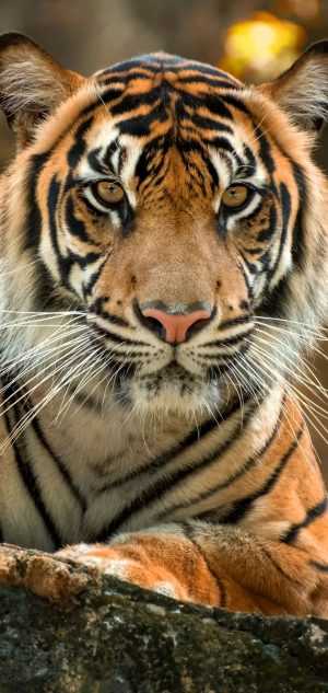 4K Tiger Wallpaper 4K Tiger Wallpaper