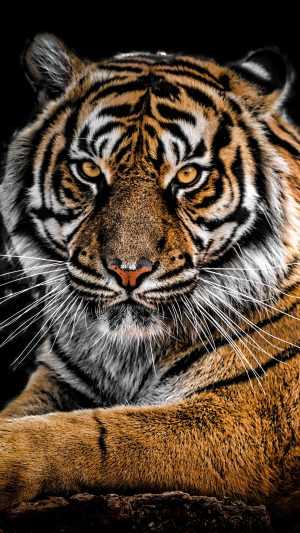 Tiger Background