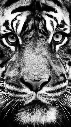 Tiger Wallpaper