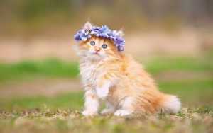 4K Cat Wallpaper 4K Cat Wallpaper