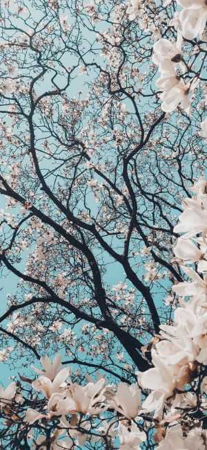 4K Spring Wallpaper 4K Spring Wallpaper