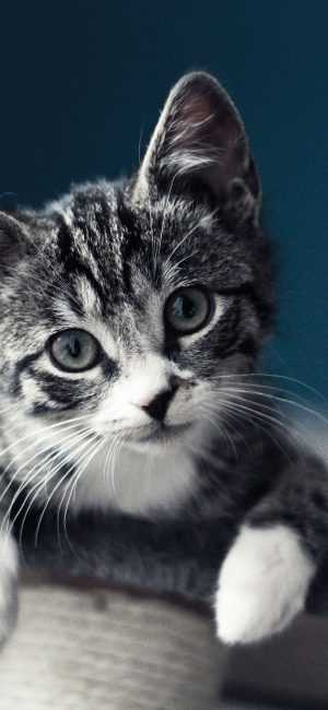 HD Cat Wallpaper HD Cat Wallpaper