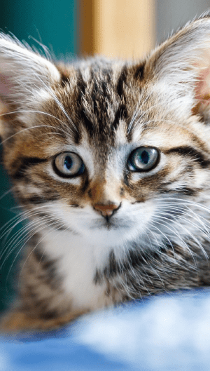 Cat Wallpaper Cat Wallpaper
