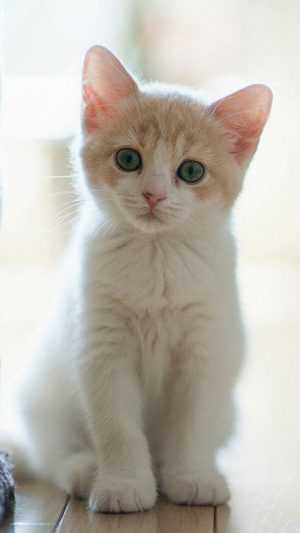 Cat Wallpaper Cat Wallpaper