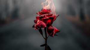 Desktop Rose Wallpaper Desktop Rose Wallpaper