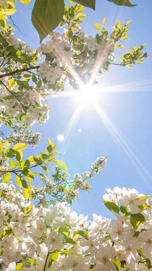 Spring Wallpaper - iXpap