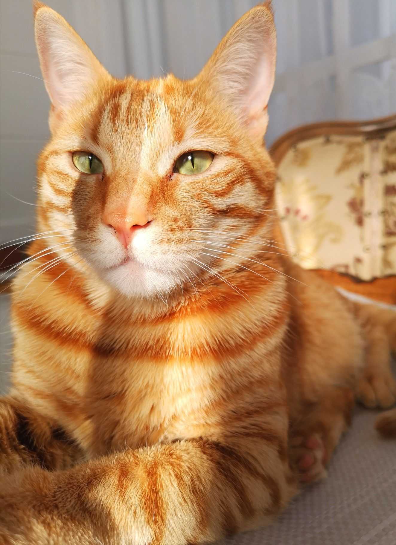 Рыжая полосатая кошка. Тигровый макрелевый табби рыжий. Европейская короткошерстная табби рыжий. Европейская короткошерстная кошка рыжая. Европейский короткошерстный кот рыжий.