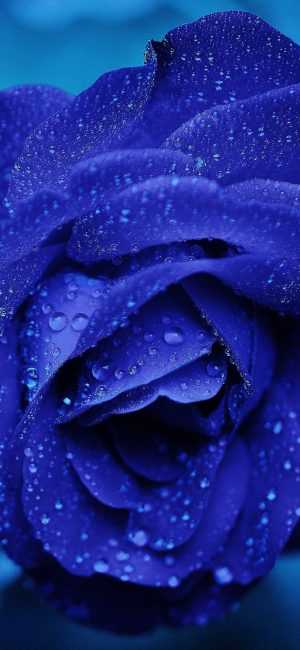 Rose Wallpaper Rose Wallpaper